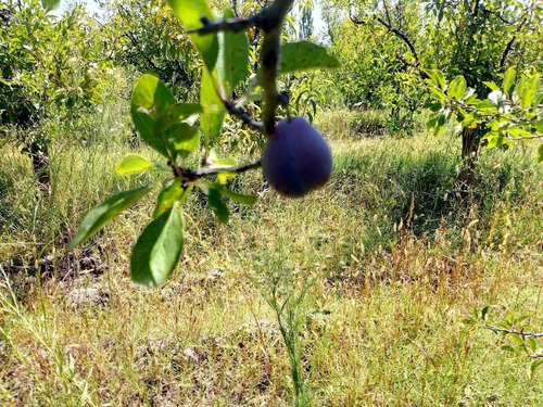 Imagen 8 de 25 de Venta De Finca 14 Ha En Producción - San Rafael Mendoza
