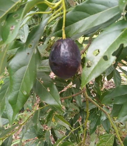 1  Arbolito De Aguacatillo Aromatico- Oloroso, Especia Olor