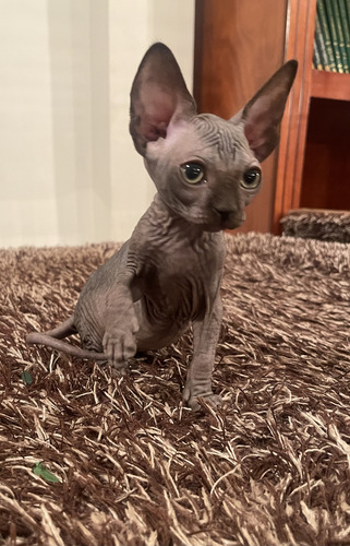 Gatito Esfinge Bebé