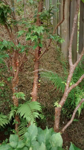 Imagem 29 de 30 de Casa À Venda Em Vila Hollândia - Ca009175