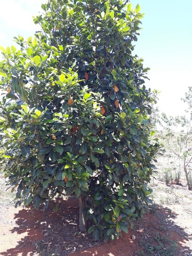 Imagem 10 de 30 de Chácara 20.000 M2, Mais De 50 Árvores Frutíferas, Rica Em Água Com Rio, 2 Poços Caipiras, Casa Sede Com 3 Dormitórios, Chiqueiro - Ch00199 - 70578727