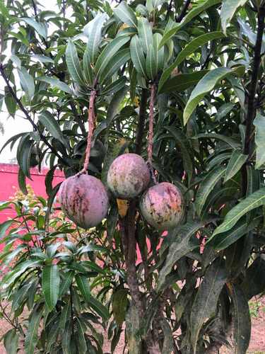 Viver Com A Natureza Não Tem Preço.