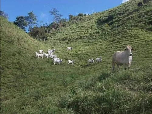 Venta De Finca En Vereda Paramillo, Fresno, Tolima