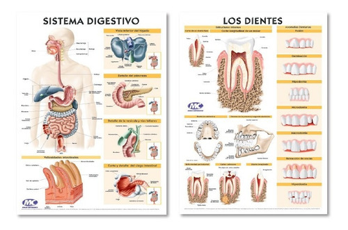 Lámina Sistema Digestivo Y Los Dientes -doble Faz 70x100cm