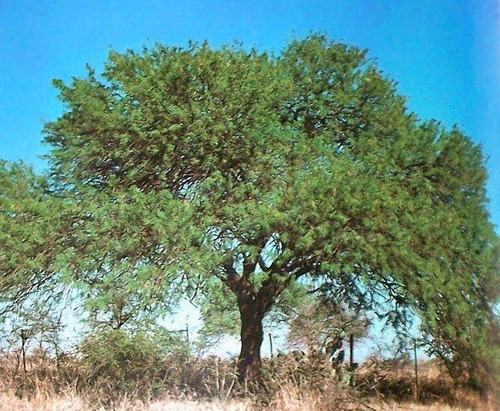 55 Semillas De Algarrobo Negro  , Prosopis. Chilensis 