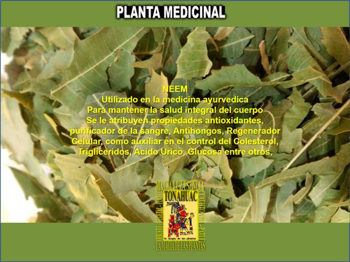 900 Semillas De Neem Codigo 907 + Regalos