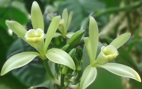 Vanilla Planifolia, Vainilla Lote De 5 Plantas Orquideas