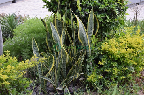 Sansevieria, Espada De San Jorge, Lengua De Suegra, Planta