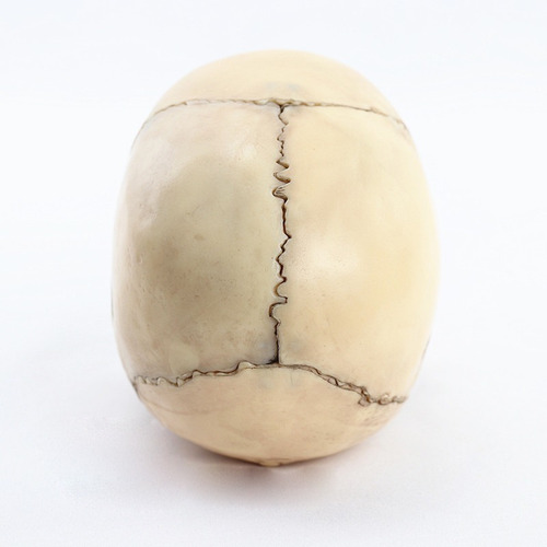 Modelo Craneo Humano Anatomia 1:2 Tamaño En 15 Ptos