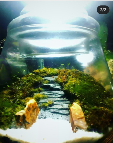 Terrario Eterno Biobom Zen N° 3 Microambiente Musgario