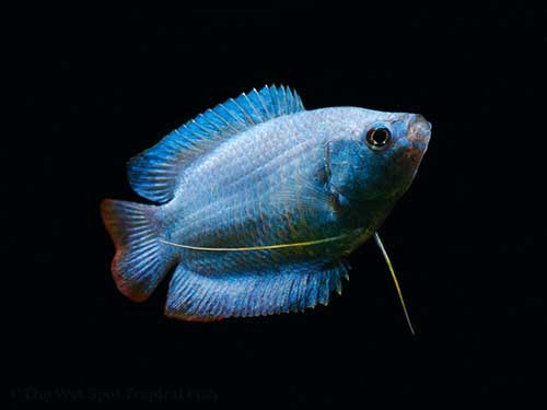 Peixe Colisa Azul Powder Blue 5 Cm Casal (lote 2 Unidades)
