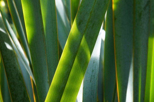 Pita Enana - Phormium Cookianum 'pack X2 S Gratis A Rm