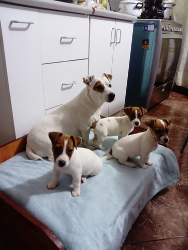 Auténticos Cachorros Jack Russell Criadero Juaquinmdc