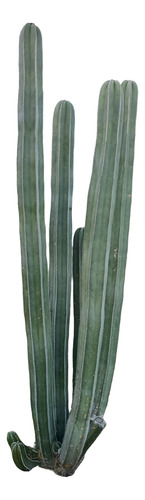 Pachycereus Marginatus, Cactus Organo, 100 Semillas, Nv