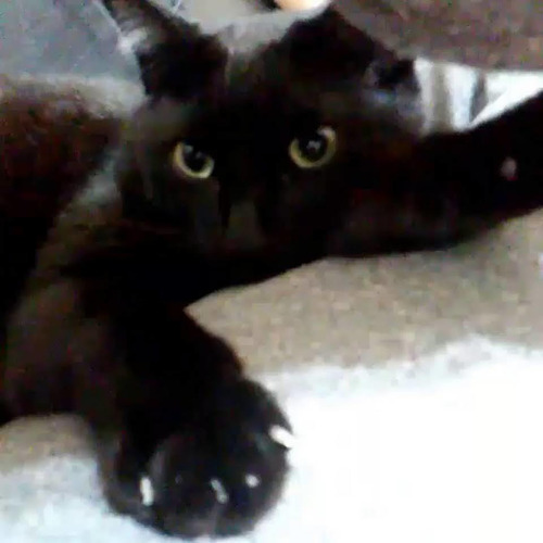 Imagem 2 de 2 de Cat Sitter - Cuidadora De Gatos