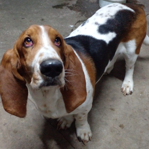 Basset Hound96131012 Para Mona 