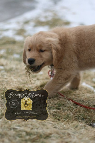 Cachorros Golden Retriever Somos Criadero Estancia Del Mar