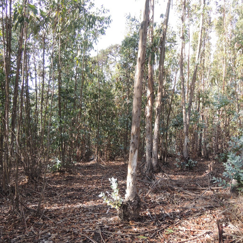 Terreno De 7.428 Mt A 200 Mt De Bajada Playa Caucau, Horcon