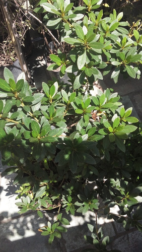 Azalea Indica- Para Jardines Exteriores -  Vivero Rolocampo