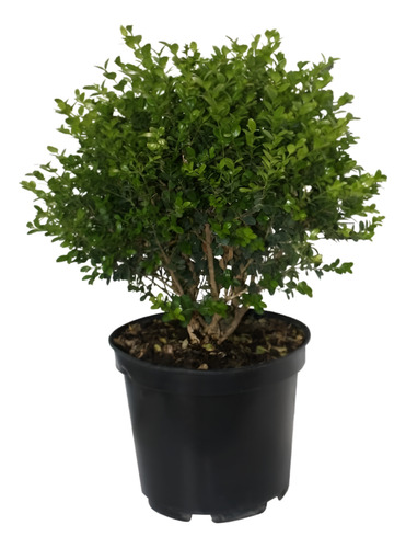Buxus Excelentes Ejemplares