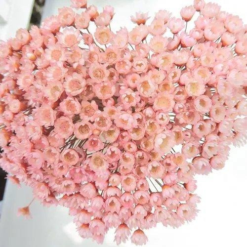 Imagem 1 de 3 de Sempre Viva Florzinha Cor De Rosa I Flores Desidratadas