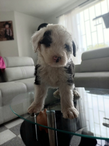 Imagen 4 de 8 de Cachorros Viejo Pastor Inglés (ovejero)