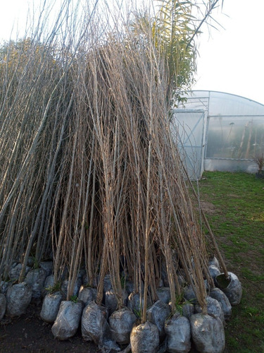 Imagen 4 de 9 de Arbol Nogal Europeo 1,2 Mts. 3 Años.e.gratis Caba/gba