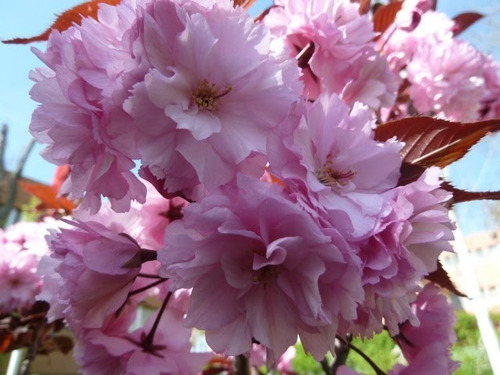 Imagen 3 de 10 de Prunus Sakura Cerezo Japonés, Cerezo De Flor Arbustivo 30lts
