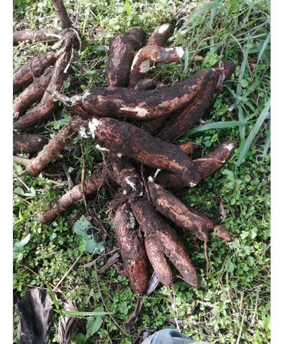 Venta Finca Productiva Cafe Platano Pasto Circasia - 23 Cuadras