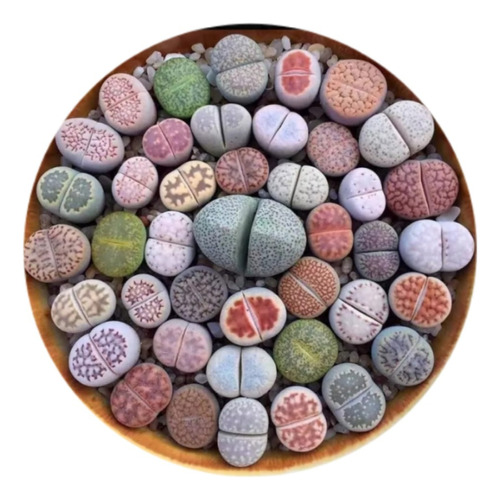 Semillas De Suculenta Lithops Variadas Planta Piedra