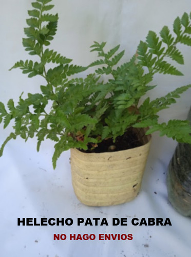 Helecho ( 3 Opciones ) Vos Elegis ?? .. No Hago Envios