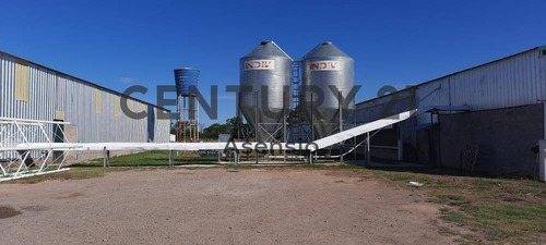 Imagen 21 de 22 de Granja Modelo Productora Huevos Venta Automatizada Baradero, Campo 4hts