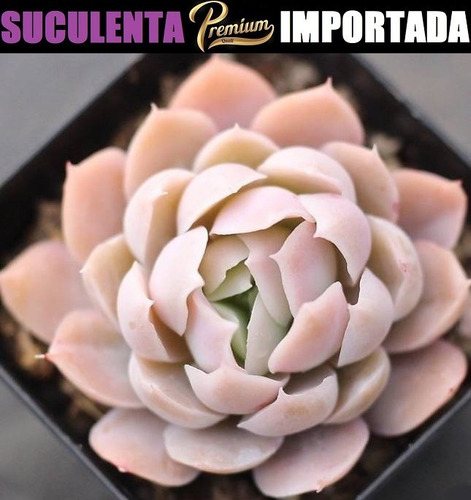 Suculenta Echeveria Elegans Raspberry Ice Com 3cm A 10cm