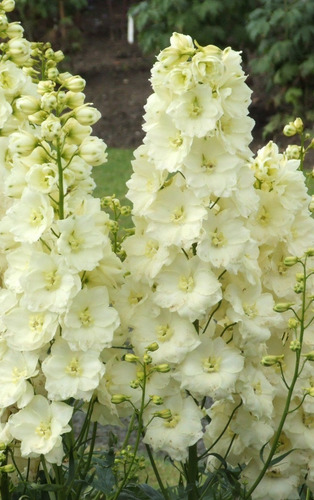 100 Semillas De Delphinium Amarillo