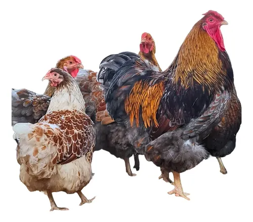 Ovos Férteis Wyandotte Dourados Laceados - 12 Ovos | Parcelamento