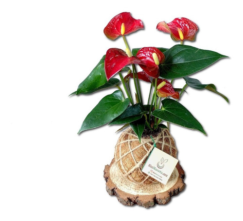 Imagen 1 de 3 de Anturio En Kokedama