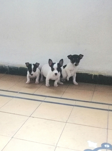Fox Terrier Ratoneros Machos Blanco