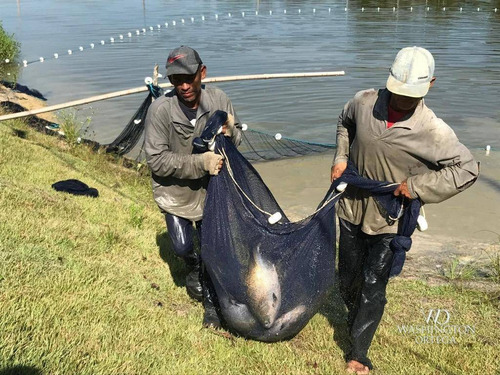 Imagem 18 de 30 de Fazenda Com 4 Dormitórios À Venda, 2460000 M² Por R$ 3.200.000,00 - Itacoatiara - Itacoatiara/am - Fa0001