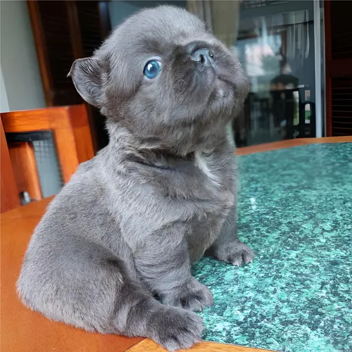Venta Cachorro Bulldog Frances Fluffy Blue Exotico Medellin