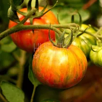 Comprar Semillas Tomate Cascade Lava! Hermosos Y Super Productivos