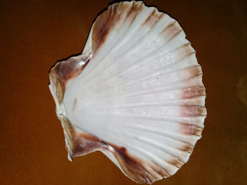 Caracol Concha Marina P/ Servir Mariscos - Pecera - Jabonera (Usado)