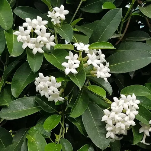 幽霊による庇護　ジャパンスタンダードカッププロモ Jasmim Flor In Natura Desidratada 30g Kampo De Ervas Chá