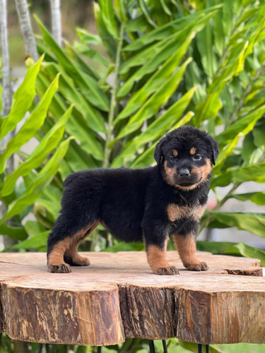 Perros Rottweiler Cachorros Medellín