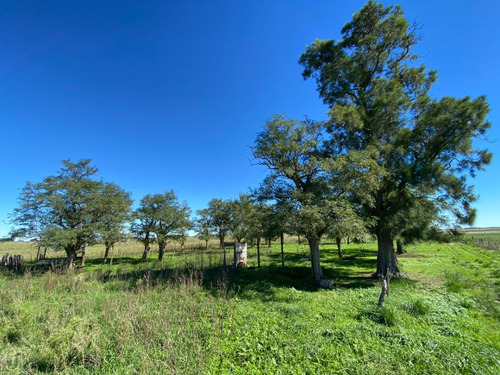 Campo Venta. 35 Has Loma Verde. Ranchos