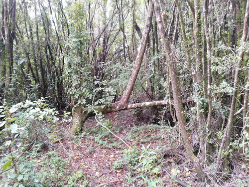 Increíble Parcela Con Bosque Nativo En Chabelita Valdivia