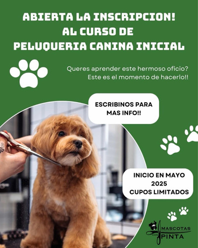 Curso De Peluquería Canina Inicial
