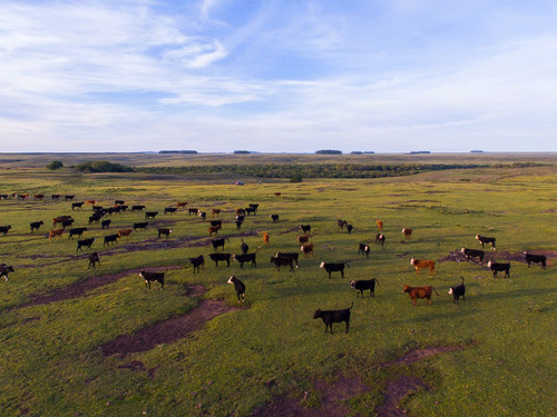 Campo En Venta En Salto Ref. 8771 (ref: Cbr-959)