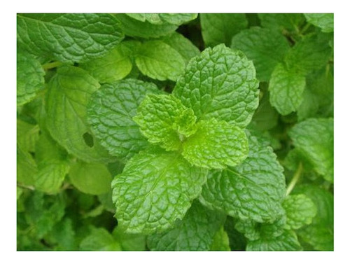 70 Sementes De Hortelã Menta - Mentha