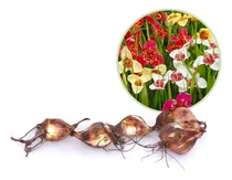 Comprar Bulbos Tigridia Flor De Tigre Importado Holanda
