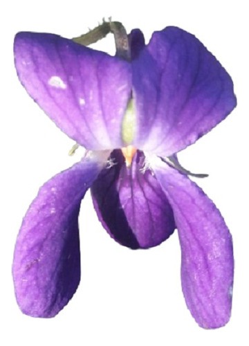 Vivero Cielo Verde Orgánico Viola Odorata Violeta De Jardín